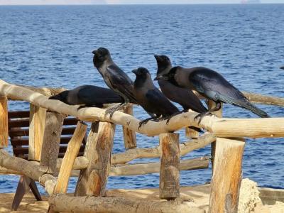 Sharm Reef Resort - 16