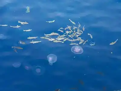 The Grand Sharm El Sheikh - 83