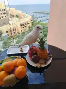 Fairmont Fujairah Beach Resort - 14