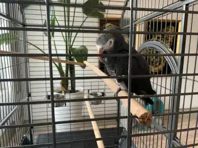 Cactus Fleur Beach - 37