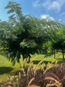 Suenos Beach Side - 62