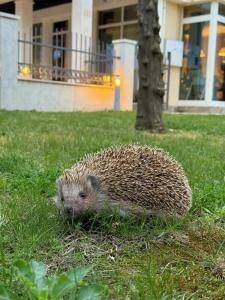 Splendid Conference & Spa Resort - 12