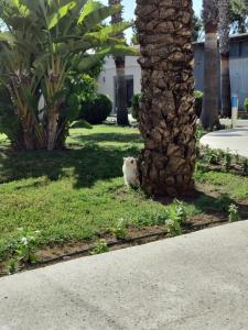 TUI BLUE Palm Garden - 69