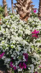 Lotus Bay Resort - 57