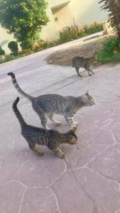 Lotus Bay Resort - 20