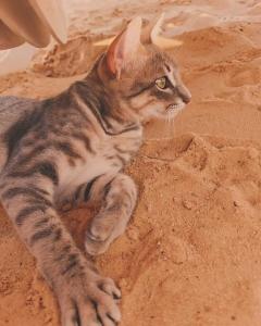 Continental Plaza Beach Resort - 54