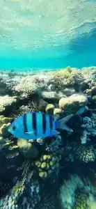 Baron Palms Adults Friendly Only 16 years plus Boutique Style - 9