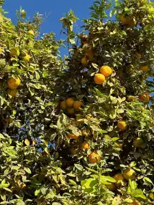 Reef Oasis Blue Bay Resort & Spa - 95