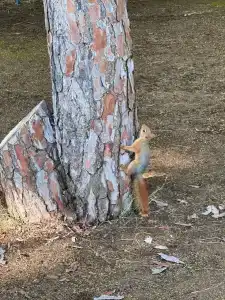 Calista Luxury Resort - 56