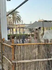 Ibis Styles Dubai Jumeira - 17