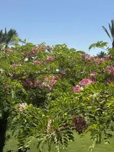 Steigenberger Alcazar - 26