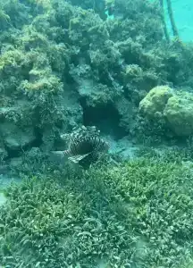 Old Palace Resort Sahl Hasheesh - 44