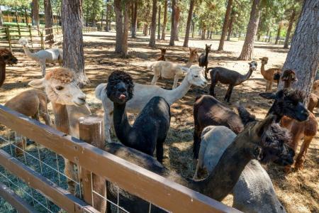 Best Western Ponderosa Lodge - 35