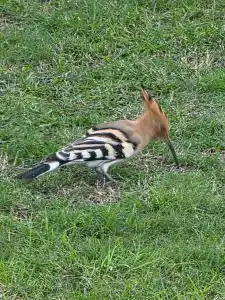 Radisson Blu Resort, Fujairah - 26