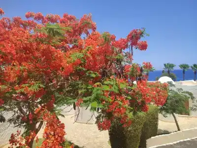 Labranda Sharm Club - 61