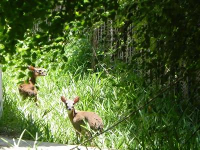 Langi Langi Beach Bungalows - 17