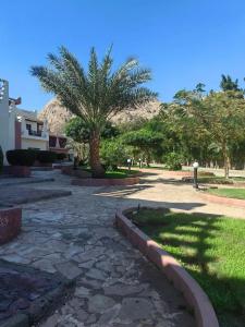 Tropitel Dahab Oasis - 78