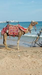 Pickalbatros Aqua Blu Resort - Hurghada - 25