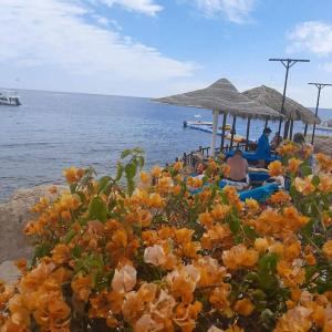 DoubleTree by Hilton Sharks Bay Resort - 62