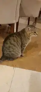 Champion Holiday Village - 64