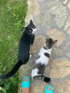 Side Village - All Inclusive - 55