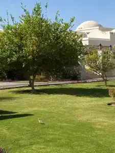 Steigenberger Alcazar - 91