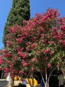 Bitez Garden Life - 54