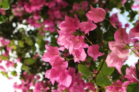 Petunya Konak Boutique - 14