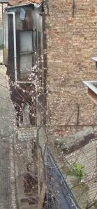 Apple Tree - 37