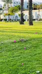 Novotel Sharm El-Sheikh - 64