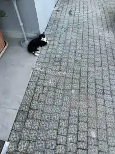 Side Palm D'or All Inclusive - 54