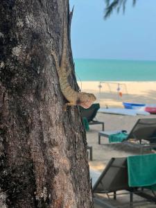 Outrigger Khao Lak Beach Resort - SHA Extra Plus - 33
