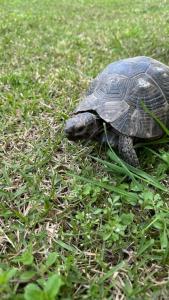 Papillon Belvil Holiday Village - 71