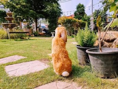 The Castello Resort - 24