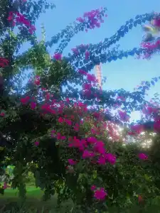 Lims Bona Dea Beach - 97