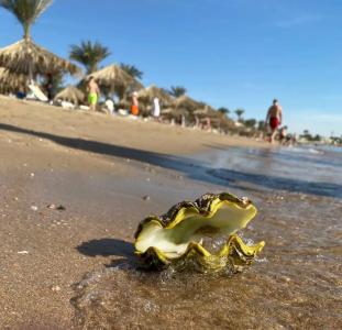 Fayrouz Resort - 59