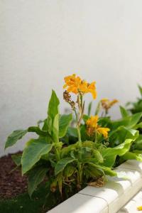 Costa Maya Bodrum - 38