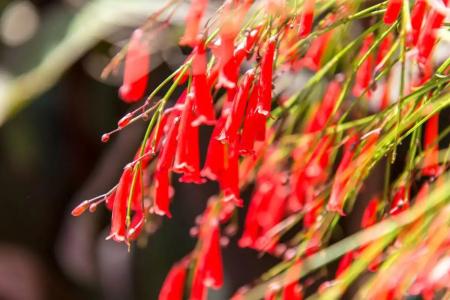 Alacati Kostem - Special Category - 74