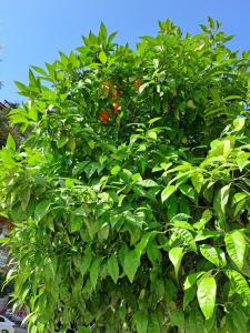 Ark Apart and Suite - 40