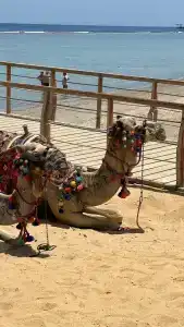 Lazuli, Marsa Alam - 9