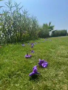 Rubi Platinum Spa Resort & Suites - 58