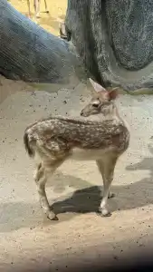 Seagull Beach Resort - Families and Couples Only - 91