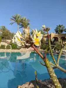 The Grand Sharm El Sheikh - 80