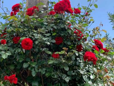 VONRESORT Elite & Aqua - Ultra All Inclusive & Kids Concept - 61