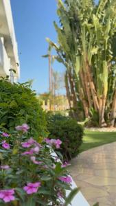 Novotel Sharm El-Sheikh - 45
