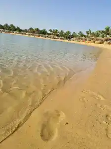Desert Rose Resort - 91