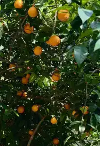 Armas Kaplan Paradise - 69