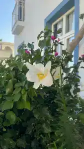 Labranda TMT Bodrum - 48