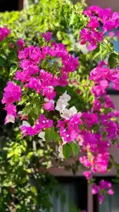 Suncity - Beach Club - 99