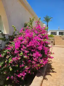 Club Reef Resort & Spa - 41